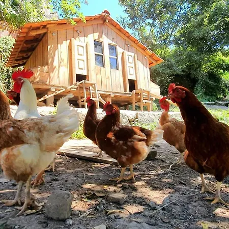 Gospodarstwo agroturystyczne Agua E Agricultura Biologica *