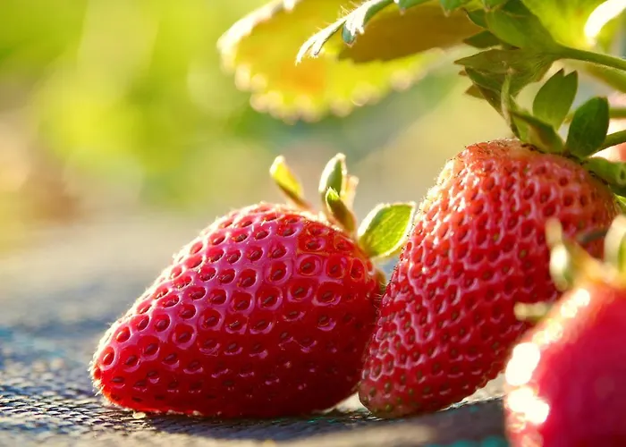 Agua E Agricultura Biologica *